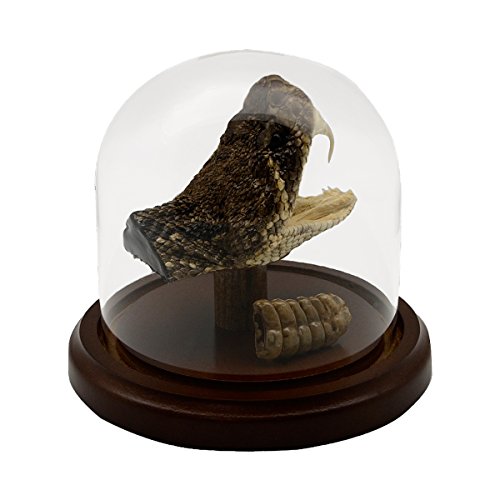 Treasure Gurus Eastern Diamondback Rattlesnake Head/Tail Rattle in Glass Dome Display 100% Real Taxidermy