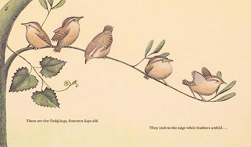 The Nest That Wren Built (Animal Habitats) - Image 4