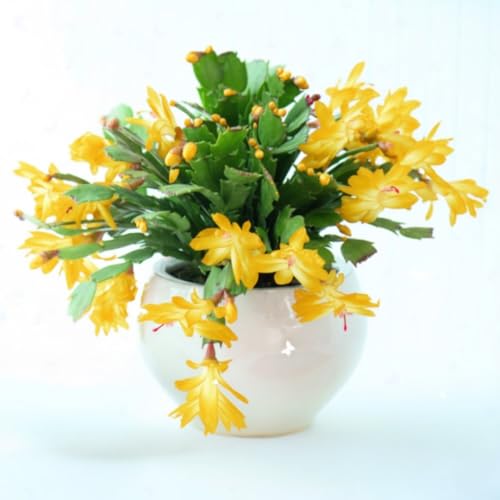 Yellow Peachy Thanksgiving Cactus Live Plant in 2" Pot, Holiday Christmas Cactus Plants Live, Winter Bloom, Indoor Planting
