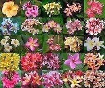 Plumeria Rubra Seeds 50+ Seeds G71 Frangipani Assorted" Mixed Set
