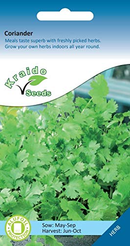 Coriander Herb 200 Seeds Coriandrum Sativum, Grow Your Own Herb Garden Indoors on a Windowsill or Outdoors in Pots and Containers
