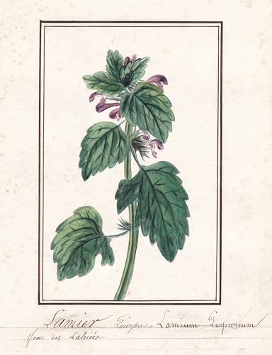 Lamier pourpre - Lamium purpureum - Taubnessel Botanik botany / Blume flower / Pflanze plant