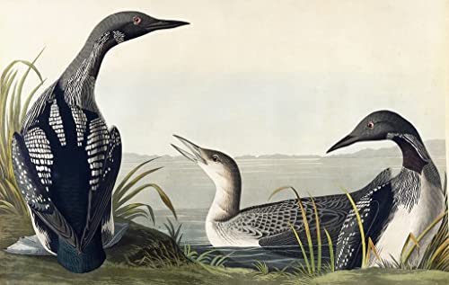 Impresión en lienzo de John Audubon con acabado artístico premium de 60x90 cm