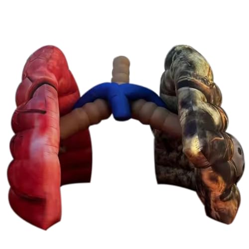 Giant Inflatable Lung Medical Exhibits Advertising Large Inflatable Human Organs Model Replica for School Teaching/Display Activity Decoration (Lung 3)