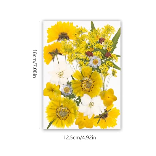 Set artesanal de flores secas prensadas para decoración miniatura 3