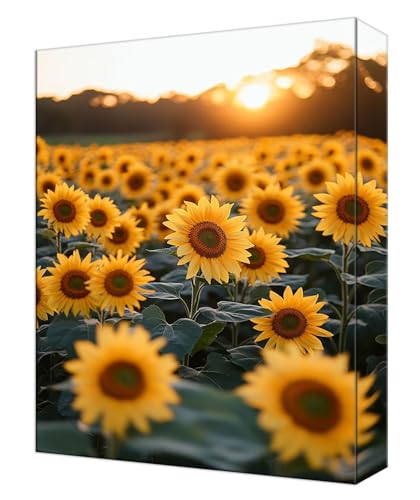 Peinture par Numéro Coucher de Soleil pour Stress Activité Manuelle Anti Anxiété Décor Maison