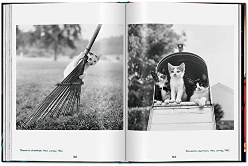 Walter Chandoha. Cats. Photographs 1942–2018