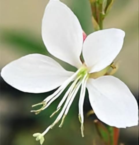World Fantasy Garden 苗 ガウラ ホワイト 1鉢 3～3.5号 【お届け中】 WFG 宿根草 Gaura Lindheimeri 白蝶草 白花 花苗セット イングリッシュガーデンのサムネイル
