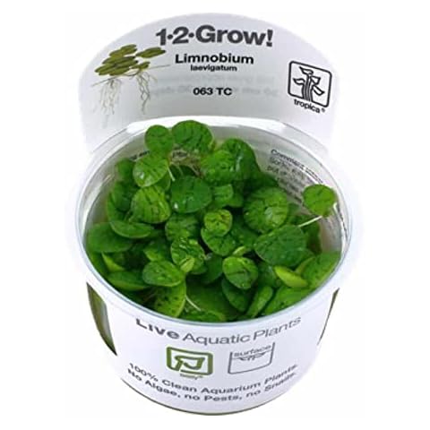Tropica Limnobium laevigatum 1-2-GROW! (amazon frogbit) Reduces algae growth in aquariums Cover