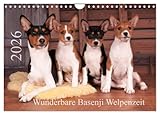 Wunderbare Basenji Welpenzeit (Wandkalender 2026 DIN A4 quer), CALVENDO Monatskalender: Basenji-Welpen genießen ihr junges Leben (CALVENDO Tiere)