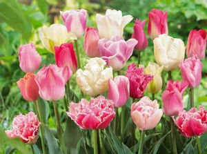 Endless Spring Pink Blend Tulip Mixture--Pre-chilled Read for Spring!! 15 Nice, Fat Bulbs! Value Pack!