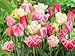 Endless Spring Pink Blend Tulip Mixture-- 15 Nice, Fat Bulbs! Value Pack!
