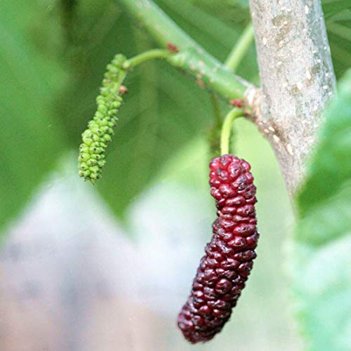 DFBTYG Egrow 100 Pcs/Pack Mulberry Seeds Long Mulberry Bonsai Rare Mulberry Tree Pakistan Fruit Bonsai Large Super Sweet Non-GMO Food For Garden