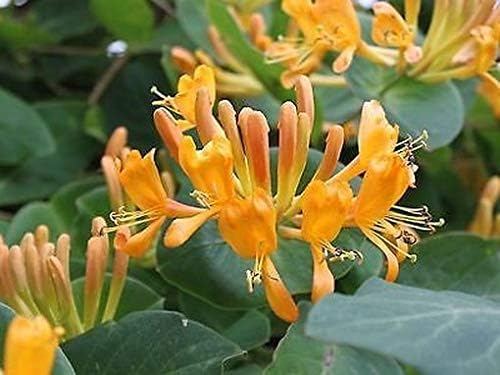 Lonicera x tellmanniana - Honeysuckle, Woodbine in 9 cm Pots