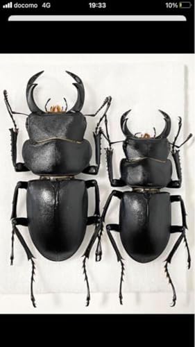 キュウシュウヒメオオクワガタ 野外品 37ミリ標本 キュウシュウヒメオオクワガタ 野外品 37ミリ標本
