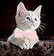 YUDOTE Ultra-weiches Halsband aus natürlichem Baumwollcord für Katzen mit empfindlicher Haut, leichtes Kätzchenhalsband mit Schnellverschluss und Abnehmbarer Schleife, Rosa, 1er Pack