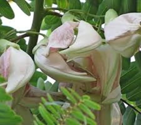 100pcs of Sesbania grandiflora Flower Seeds, palepink