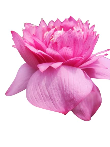 G0 Green Lotus Live Plant Tuber(rhizome)| Bowl or micro variety, Fen-Chong-Thai Hybrid Flower Surely Blooming Within 25 days |Ideal for ponds and Home Decor (B0B7BDPM7Y) Amazon Price History, Amazon Price Tracker