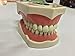 Dental Anatomy Typodont Educational Model 860 with Removable Teeth (ON SALE NOW!)
