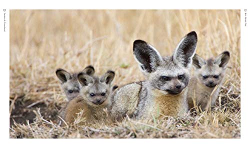 Earth Aware Editions Eszterhas, Suzi New On Earth: Baby Animals In The Wild thumb #6