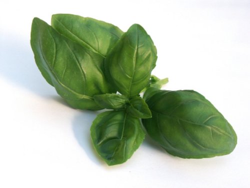 Fresh Basil, Delicate and Sweet Flavor - 3 Count of 1 lb Bags, Premium Quality, Sustainably Sourced