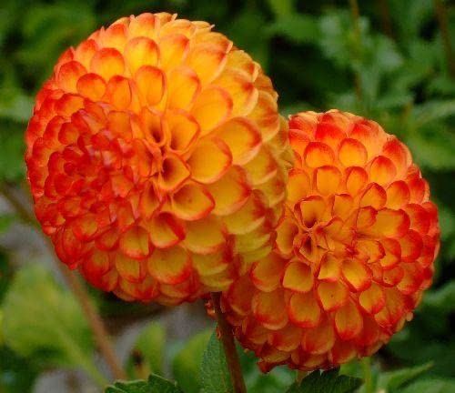 Ritz Farming® Dahlia pom pom vearty flower bulbs | Dahlia mustard flower bulbs for Home pots | all Season Flowering bulbs for Home And Kitchen Gardening pack of 1 bulbs (B0C3VNQXH2) Amazon Price History, Amazon Price Tracker