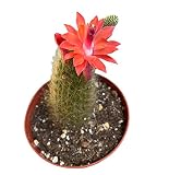 Live Cactus Plants Cleistocactus Colademononis-Monkey Tail for Gift for Home Office Decor (Pictured in a 4" Pot)