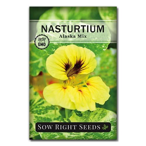 Sow Right Seeds - Dwarf Alaska Mix Nasturtium Seeds for Planting - Edible Flower - Non-GMO Heirloom Packet with Instructions to Plant in Your Garden - Warm Colored Blooms and Variegated Leaves (1)