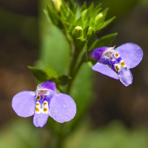 Lippenmäulchen - wildblumensamen blumendeko steingartenpflanzen winterhart, zimmerpflanzen winterharte für garten,...