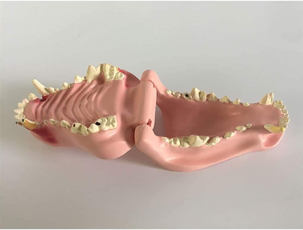 Model dentystyczny psa - przezroczysta anatomia zwierzęcia replika szczęki psa z powszechnymi patologiami do biura weterynaryjnego narzędzie edukacyjne