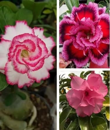 Green view Rare Adenium Desert Rose Double Petal Plant Healthy Hybrid Multi color (Height 1 Feet) Well Rooted In Nursery Grow Bag (Pack of 3) AD-22 (B0CGR664P3) Amazon Price History, Amazon Price Tracker