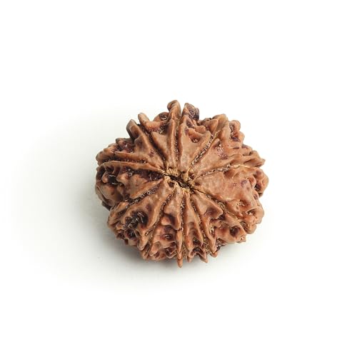 12 Mukhi Rudraksha Beads बारह मुखी नेपाली रुद्राक्ष Twelve Mukhi ...