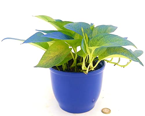 POWERS TO FLOWERS - POTHOS NEON COLOR LIFE BLU IN VASO CERAMICA, v12cm, pianta vera