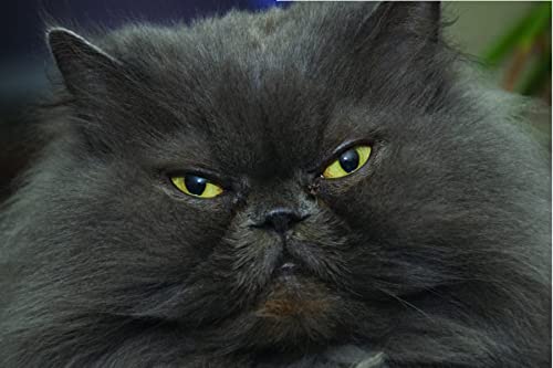 Pawverbs for a Cat Lover's Heart: Inspiring Stories of Feistiness, Friendship, and Fun - Image 5