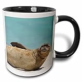 3dRose (mug_89891_4) NW Hawaiian Islands, Midway Atoll, Monk Seal - US12 RJA0058 - Rebecca Jackrel - Two Tone Black Mug, 11oz