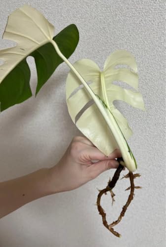 モンステラ ホワイトタイガー」の人気商品一覧・価格比較 - 価格.com