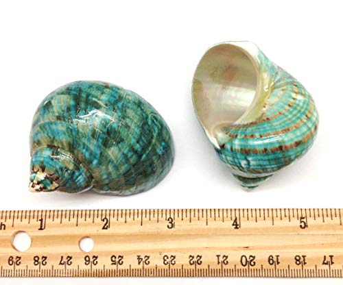 Image of PEPPERLONELY 2 PC Natural Large Hermit Crab Shells, Green Blue Gade Turbo, 2-1 /2 Inch ~ 3 Inch