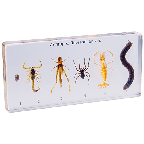 Image of Resin Insect Specimen Set, Science Toys for Kids Aged 3-12 (Arthropod)