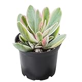 2' Rare Succulent Variegated Money Maker Plant, Live Succulents Plants Fully Rooted in Grower Pots, Unique Gift for Wedding Favor, Party Favor