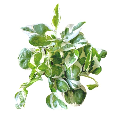 Pothos N’Joy Live Indoor Plant, 4 inch Pot, Variegated White and ...