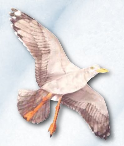 Jackite Sea Gull Kite, 42.5" Wingspan #TOP28