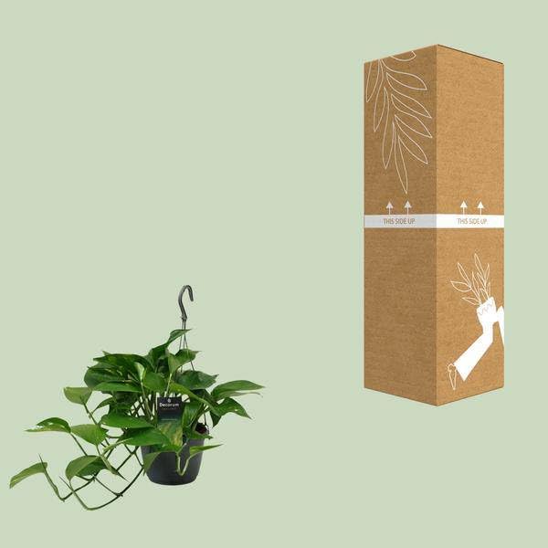 Efeutute Scindapsus Epipremnum – Ø 15 cm – 45 cm – łatwa w pielęgnacji roślina pnąca i oczyszczająca powietrze roślina pokojowa – zielona roślina z liśćmi w kształcie serca, do salonu i biura