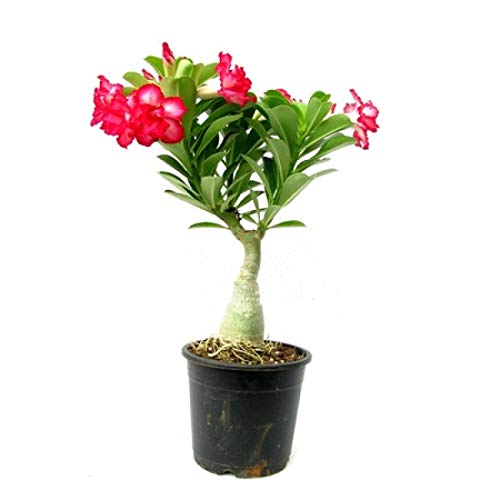 Mphmi Plants Amazingplant Adenium Phet Mong Kon(Grafted) Adenium obesum, Desert Rose Plant