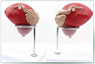 Educational Model Model of Human Bladder Prostate Model 3 Times Life Size The Urogenitalanatomie Urology Model for Science Teaching Studies 20 15 19CM,Medical Models