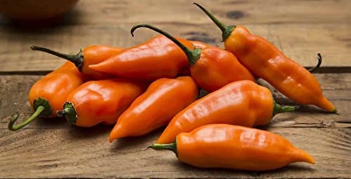 100 Graines de Piment Aji Amarillo Péruvien Pepper Seeds:Seeds only