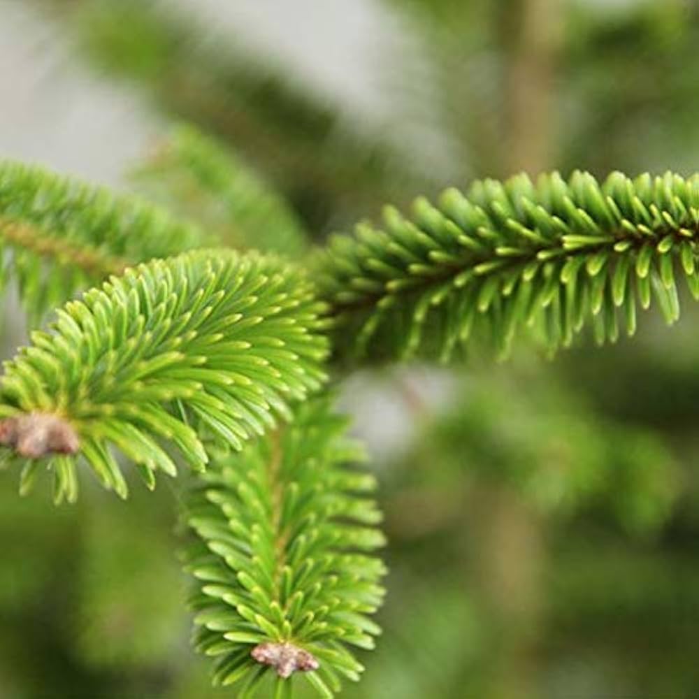 Amazon.co.jp: もみの木 ウラジロモミ 樹高70～80cm前後(根鉢