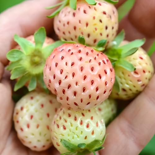 Generisch Weiße Erdbeere Samen 130 Samen