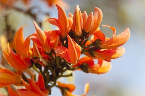 Live Palash Red Flower Plant (B0CH3YC1Z8) Amazon Price History, Amazon Price Tracker