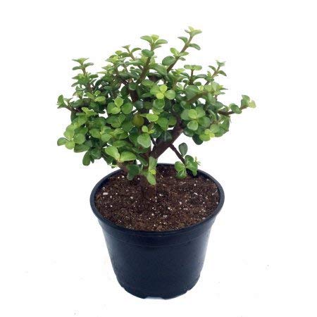 EdensFieldLucky Plant Jade Plant Crassula ovata, Friendship Tree, Indoor Green Live Table Plant (B07Y64R6VN) Amazon Price History, Amazon Price Tracker