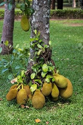 Live Rare Exotic Dwarf" VIETNAM SUPER EARLY" Variety Jackfruit Plant - Healthy Live 1 Plant